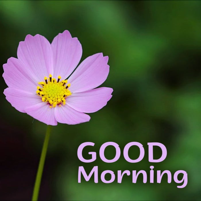 good morning message flowers