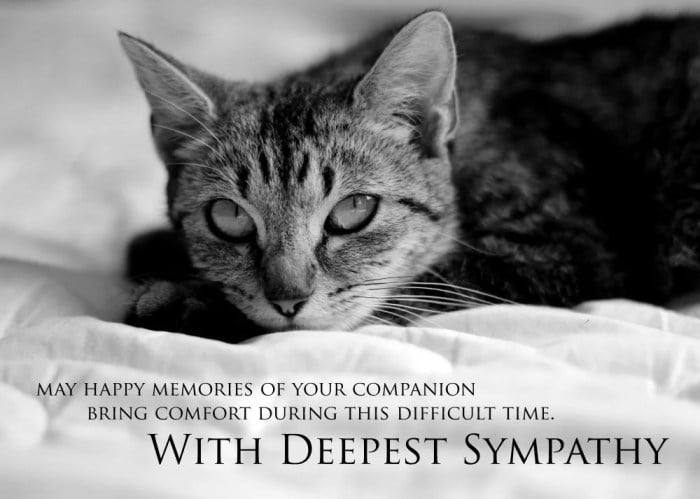 cat sympathy loss pet card kitty rainbow angel bridge condolence